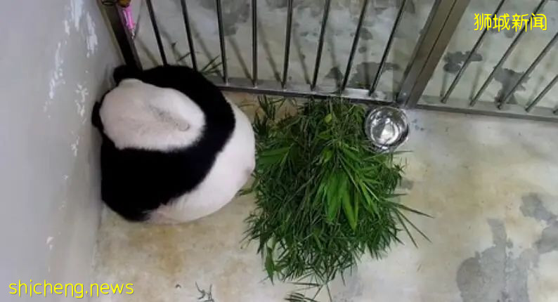 大熊猫凯凯嘉嘉可能在新加坡住得更久，那他们的宝宝呢