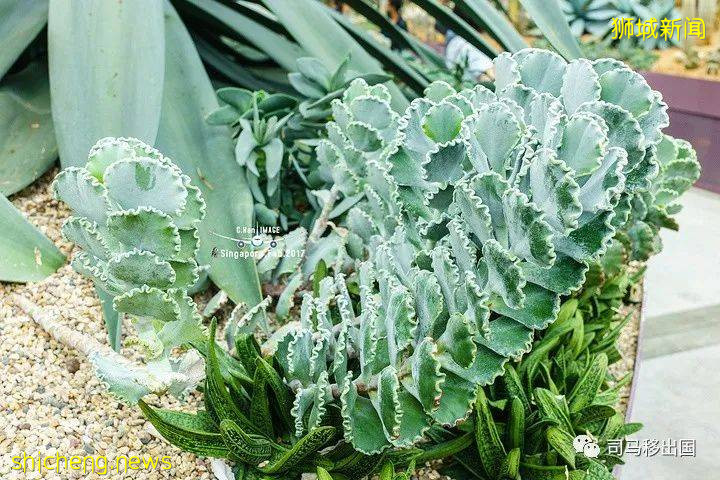 新加坡“花園中的城市”，看看這些巨樹參天的新奇景觀!