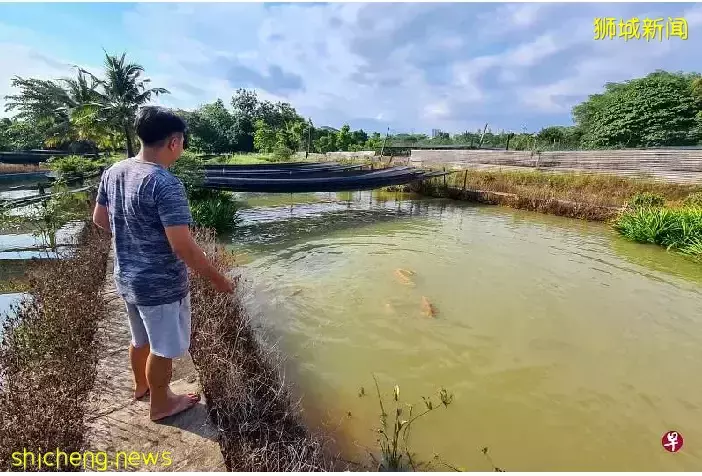 因疫情滞销 多家渔场租约不再延长 业者为处置龙鱼伤脑筋