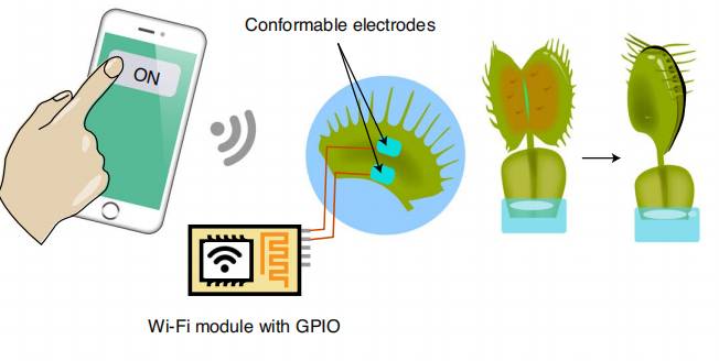 植物也能聯網!新加坡科學家研發植物機器人,可用于觀測植物健康和病蟲害預警