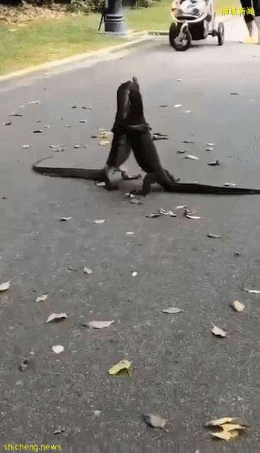 解封後，新加坡有“一對情侶”在馬路上沒戴口罩，公然擁抱!