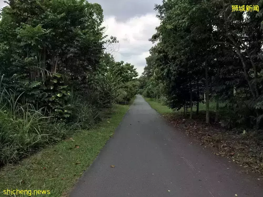 下水抓蛙、摘菜摸鱼、开土摩托……我带娃体验了一把新加坡的农家乐