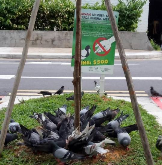 新加坡喂鸽子违法，鸽子“强盗式”操作哄抢我的食物该肿么办