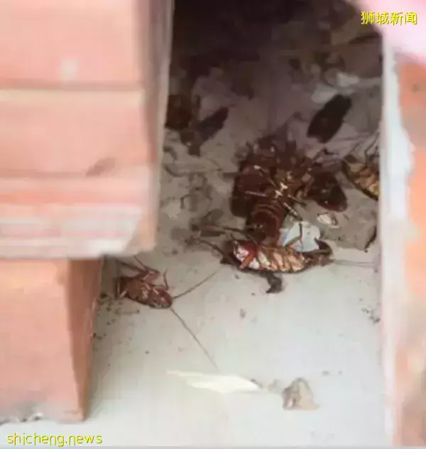 “在新加坡组屋走廊喷了两下杀虫剂,我发现百余只蟑螂尸体!”