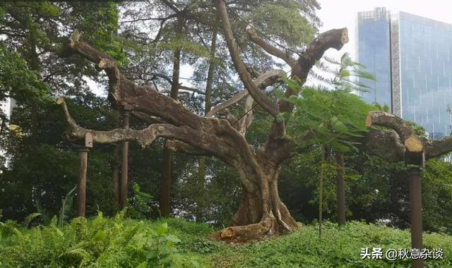 新加坡,全球著名的花园城市,承载着新加坡集体回忆的那些树木