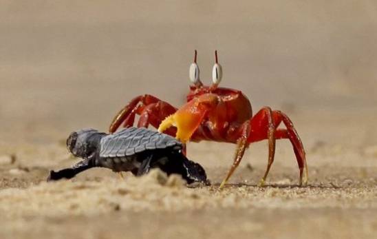 新加坡趕海全攻略!寄居蟹、花蟹、龍蝦、蛤蜊、海星、海參...我挖到寶藏啦