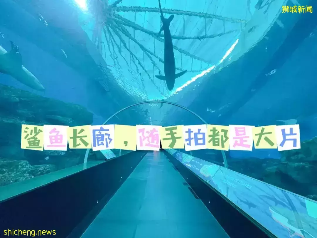 “从来没发现海洋馆这么好玩,我家娃竟然还拿到了鲨鱼的牙齿!”