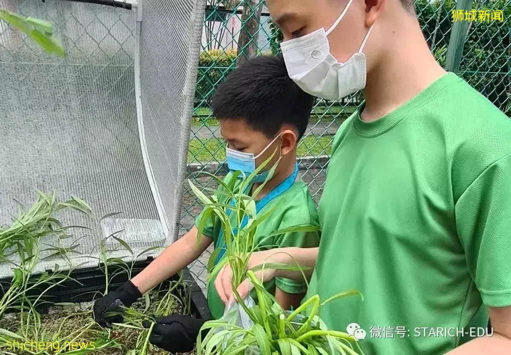 取消年中考试的新加坡如何维持高质量教育