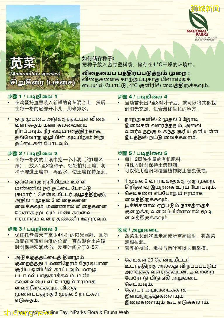新加坡公园局又派发种子啦!已开放申请!还有教程教你怎么种
