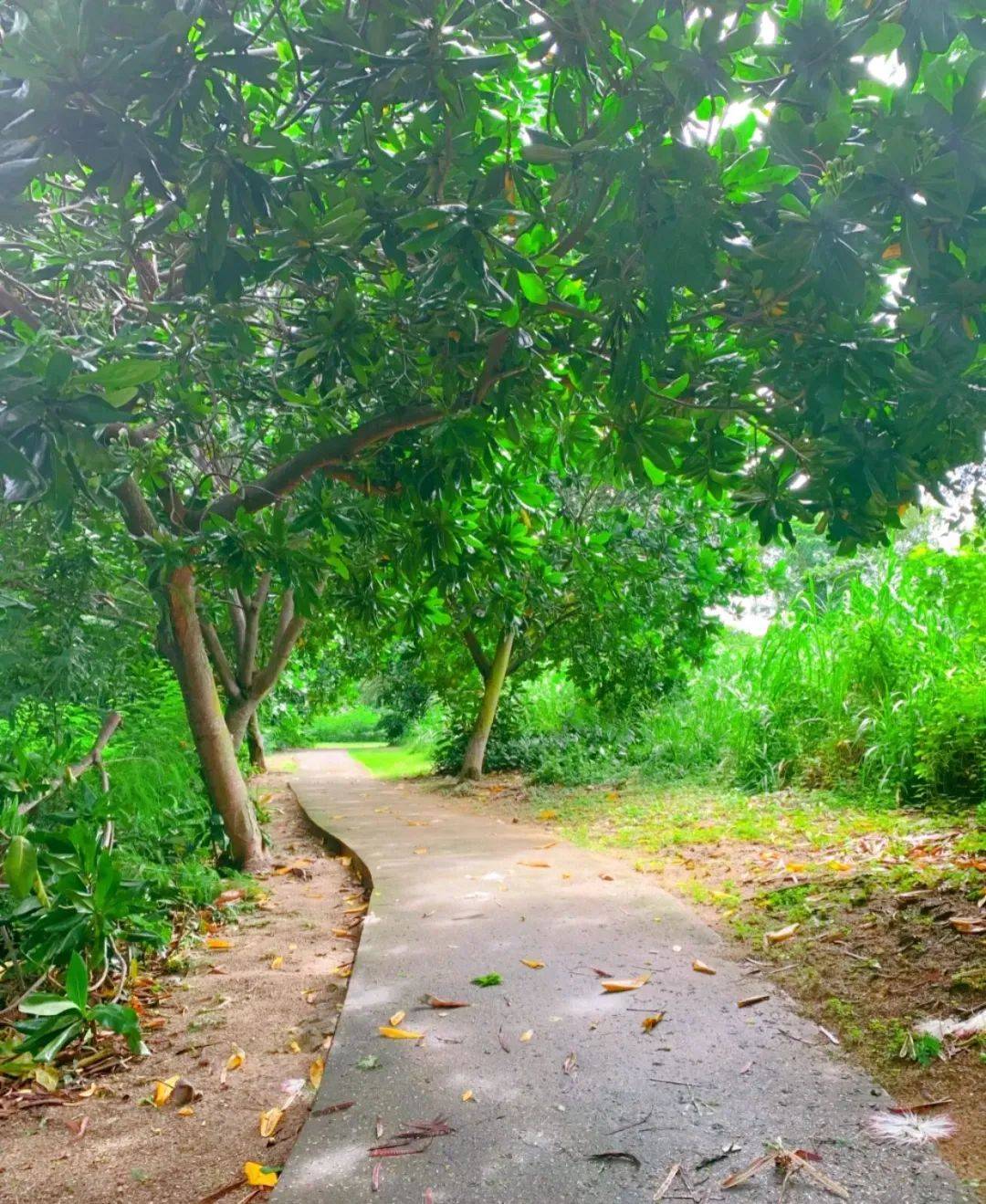 新加坡境內絕美海島探秘來了