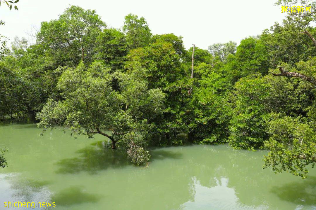 这个号称新加坡最美湿地的遛娃好去处，竟然还能这么玩