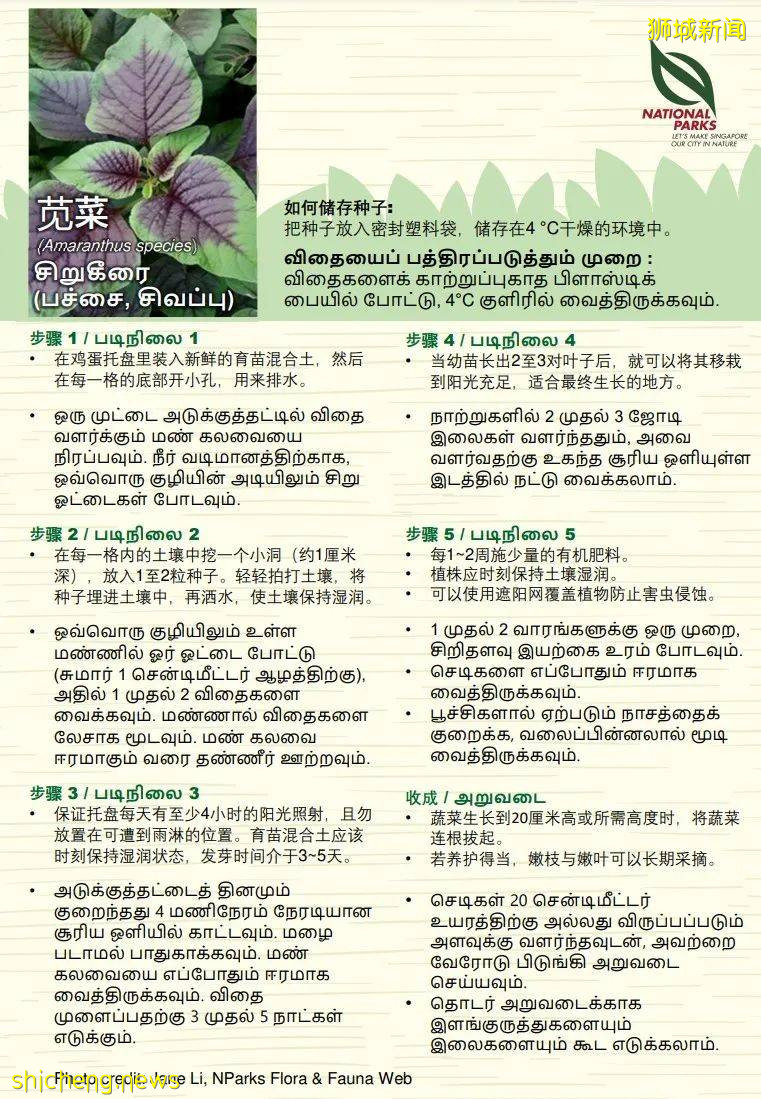 新加坡公园局又派发种子啦!已开放申请!还有教程教你怎么种