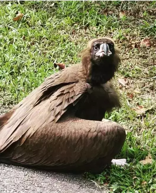 落难大雕在新加坡好吃好喝好招待,结果“出门”飞不动啦