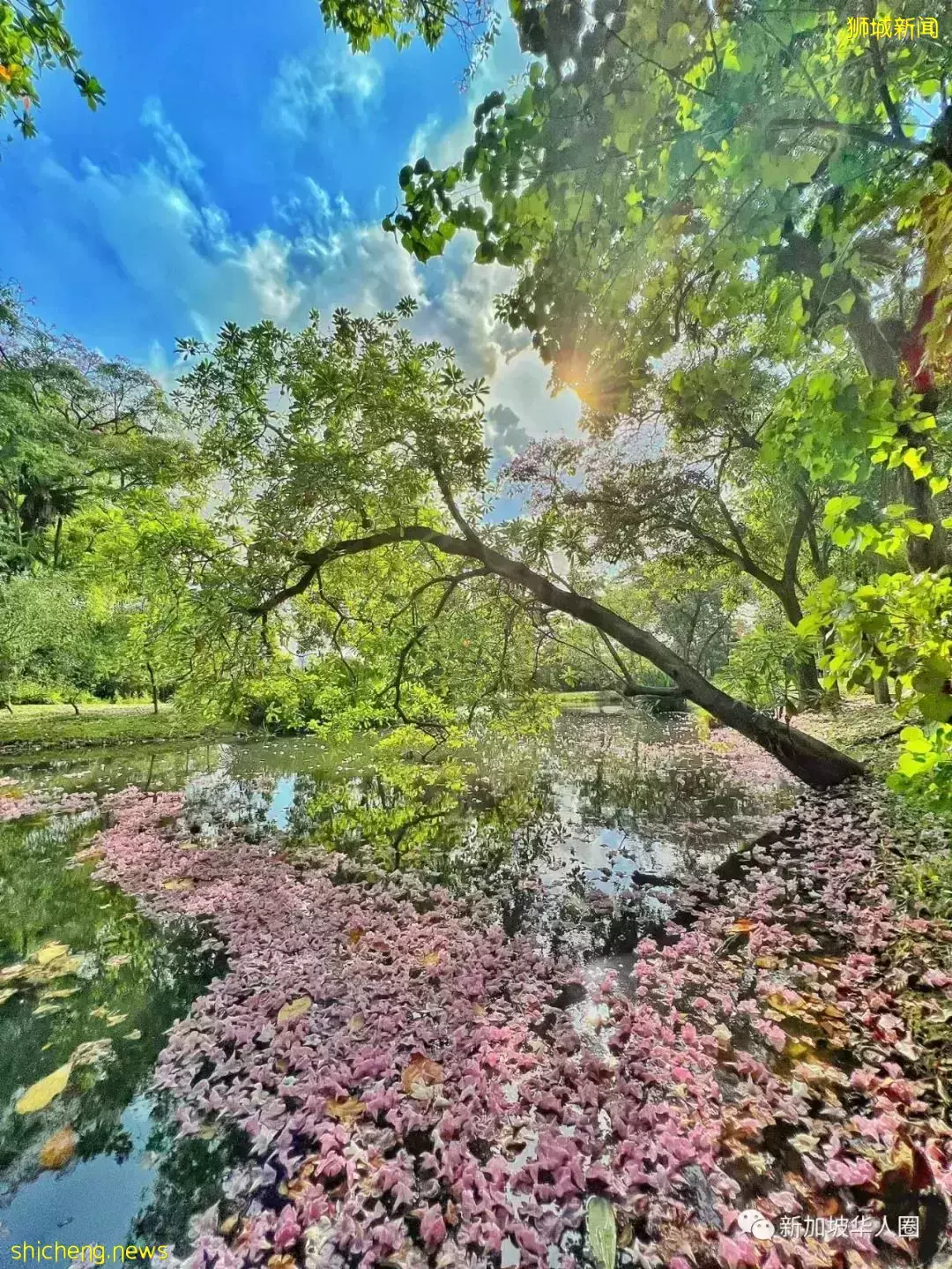 賞花季到啦！全島各地重現“新加坡櫻花”景象！還去日本賞什麽櫻花