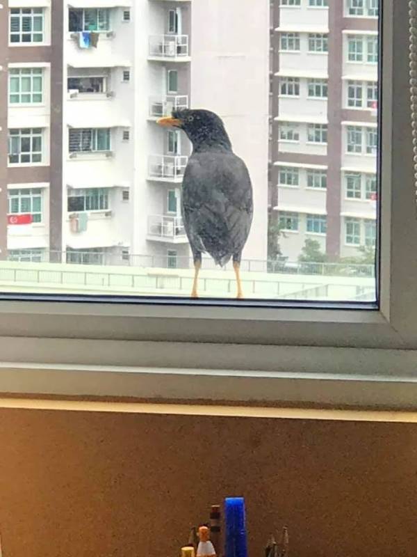 突發！這個海灘驚現一群巨型椰子蟹，還搶燒烤吃！新加坡也被鳄魚、蜥蜴、蟒蛇、水獺、猴子、野豬、野雞嚇到過