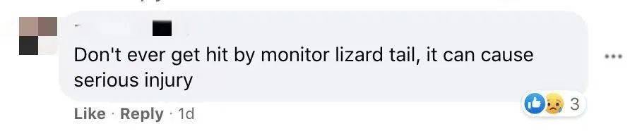 蜥蜴一打七！网友表示：“这是现实版的哥斯拉大战金刚！”