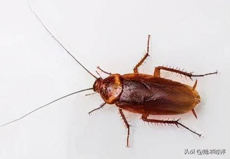 唐晓岚:论为什么在新加坡一定要拍死蟑螂