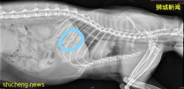鱼钩伤人又伤猫,希望新加坡钓鱼人妥善处理废弃渔具