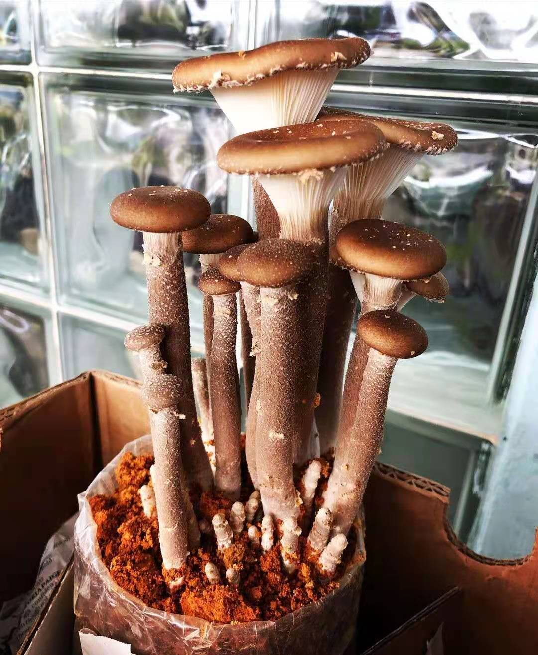 新加坡本地农场直供!想要吃到新鲜农产品看这里