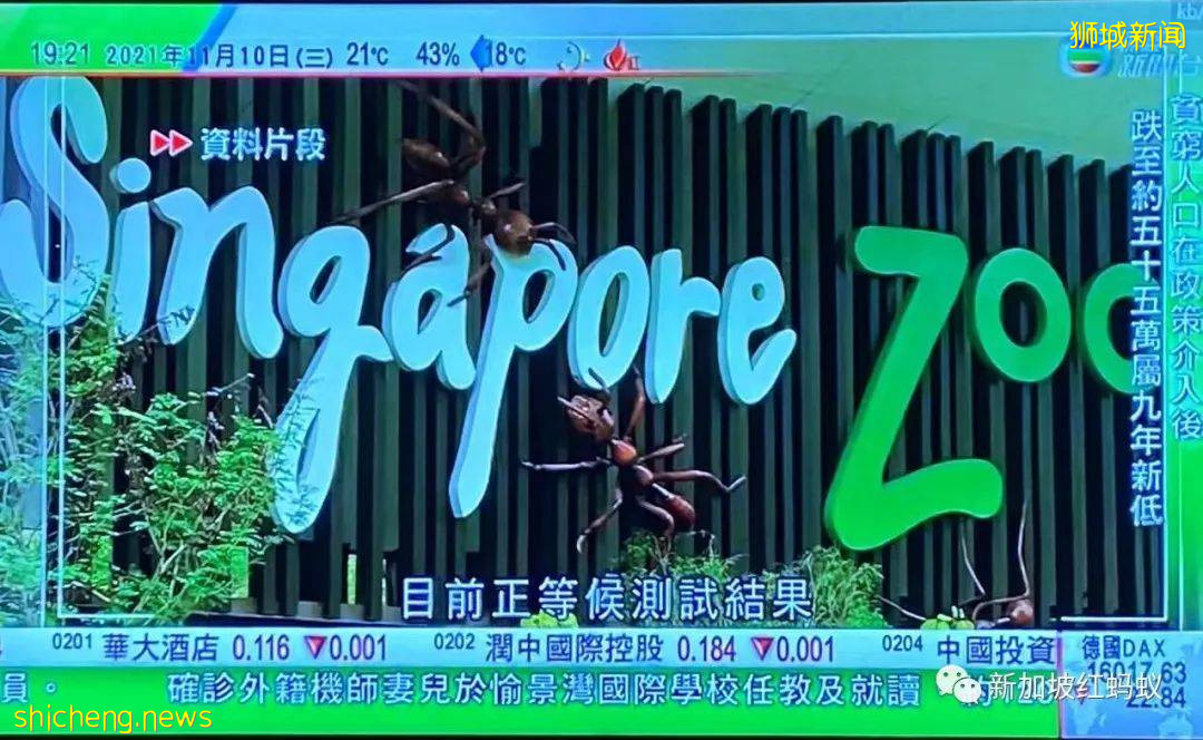新加坡五頭獅子感染冠病“揚名海外”　各地爭相報道