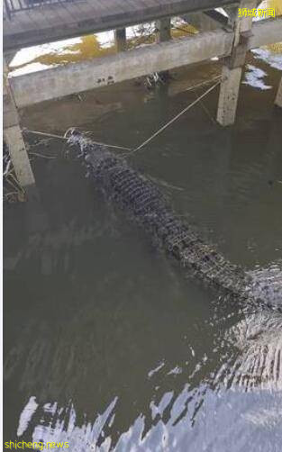 新加坡人看到鳄鱼第一反应:蜂拥围观!抢镜拍照!鳄鱼估计快被吓尿了