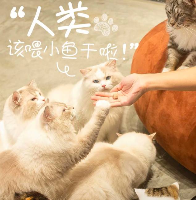 再也不用云吸猫（狗）！盘点新加坡的撸猫撸狗圣地