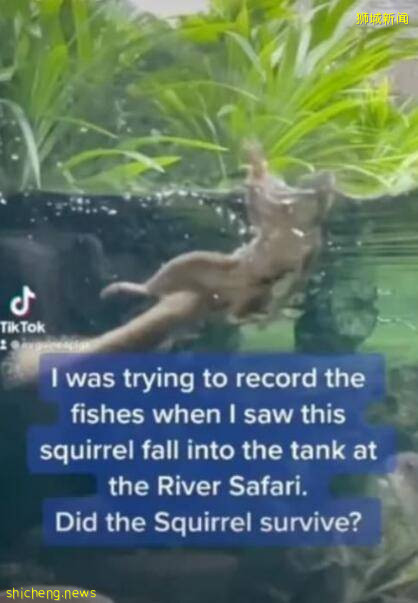 新加坡小松鼠不慎落水疯狂自救,网友拍下全程引发全网关注