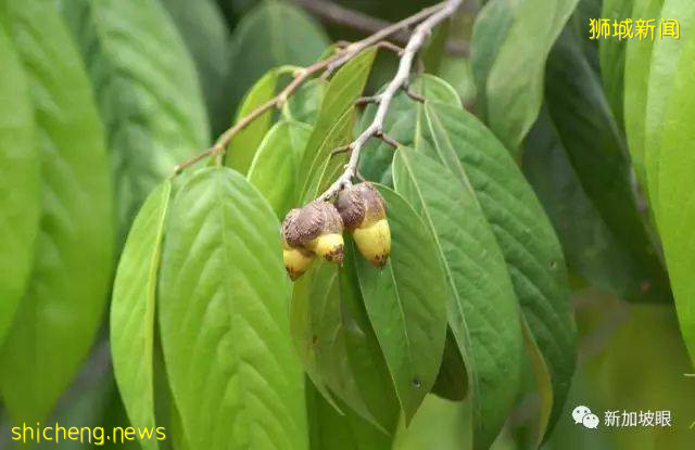 最全名字來曆大起底!新加坡綠線36個地鐵站,你知多少