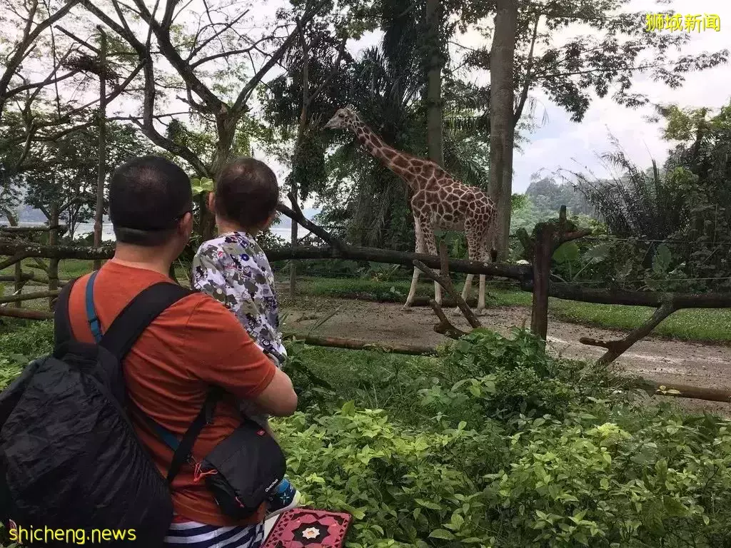 在新加坡陪老公读博士的高学历妈妈,能找到什么样的工作