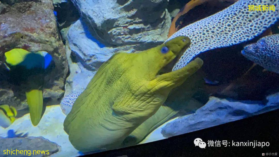 亞洲最大的海洋館,原來在新加坡