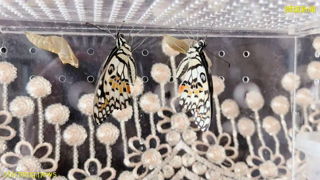 別人家養貓養狗當寵物,我兒子卻喜歡在新加坡養毛毛蟲