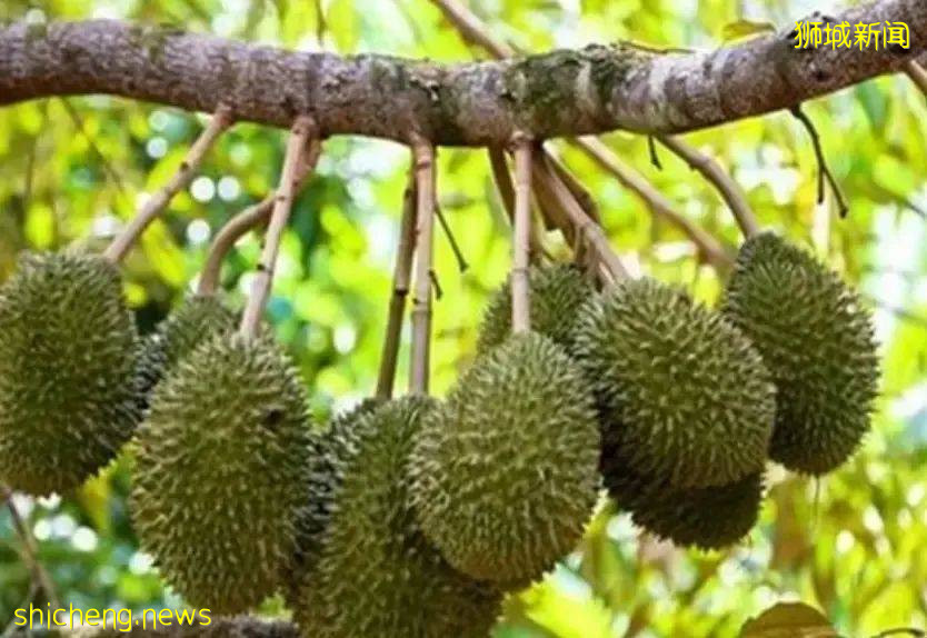 義順公園這一群人站在樹下幹嘛?等著樹上掉榴梿