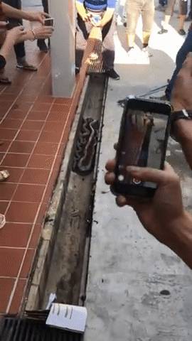 突發！這個海灘驚現一群巨型椰子蟹，還搶燒烤吃！新加坡也被鳄魚、蜥蜴、蟒蛇、水獺、猴子、野豬、野雞嚇到過