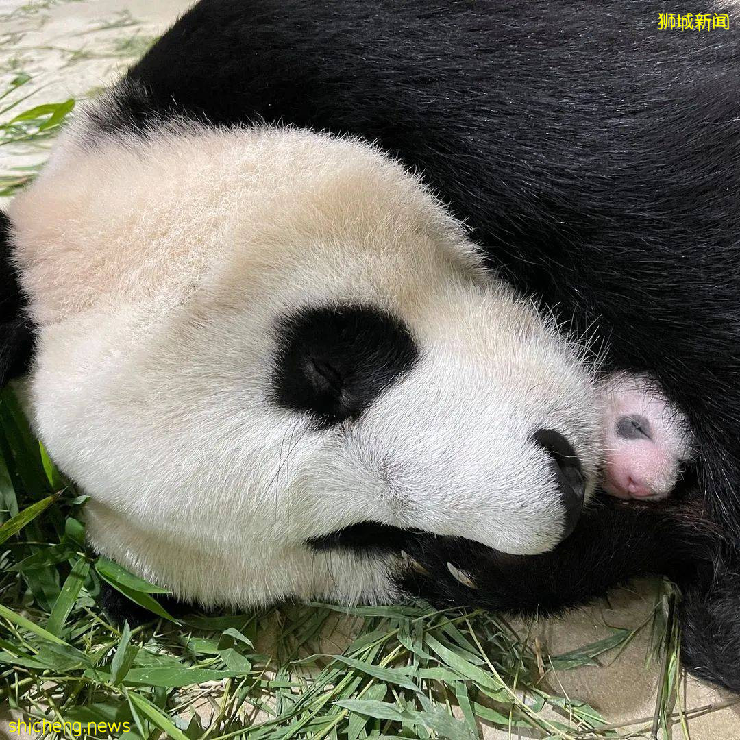 新加坡的熊猫宝宝满月照来了!毛茸茸终于“有熊样”