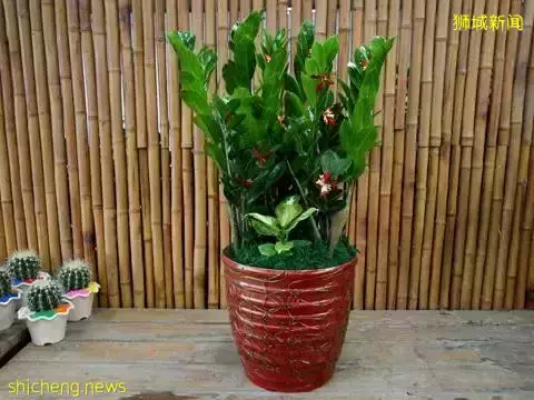 新加坡開運年花,你知道幾個