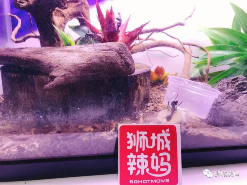 亞洲第一的螞蟻博物館居然在新加坡