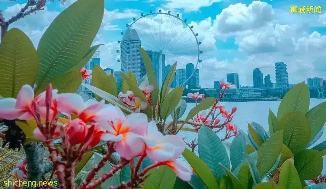 游狮城前,先看这一篇