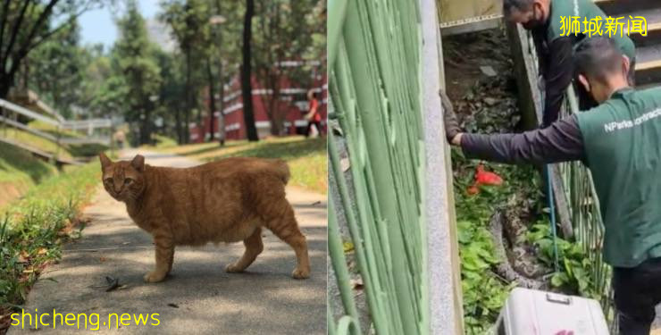 新加坡的这只蟒蛇,活生生吞了一只网红猫
