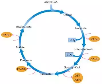 百岁时代或将开启?新加坡科学家找到衰老开关:7个月年轻8岁