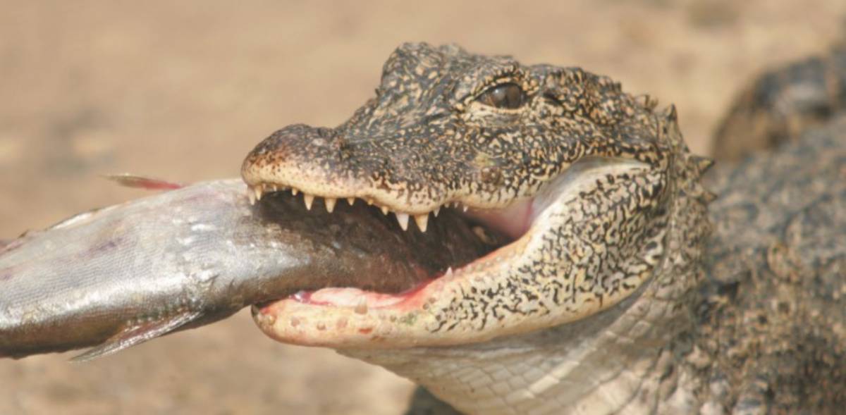 请勿随意放生!震惊新加坡的水怪实为入侵生物扬子鳄