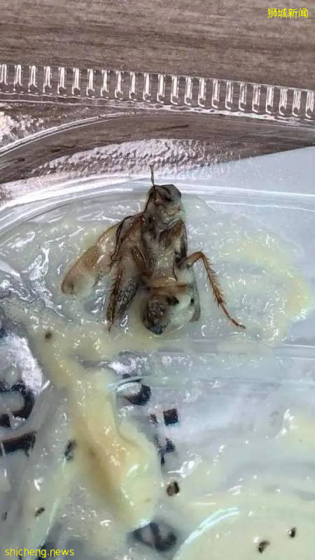 惊!“我在樟宜机场的这个餐厅打包,竟然吃出一只蟑螂!”