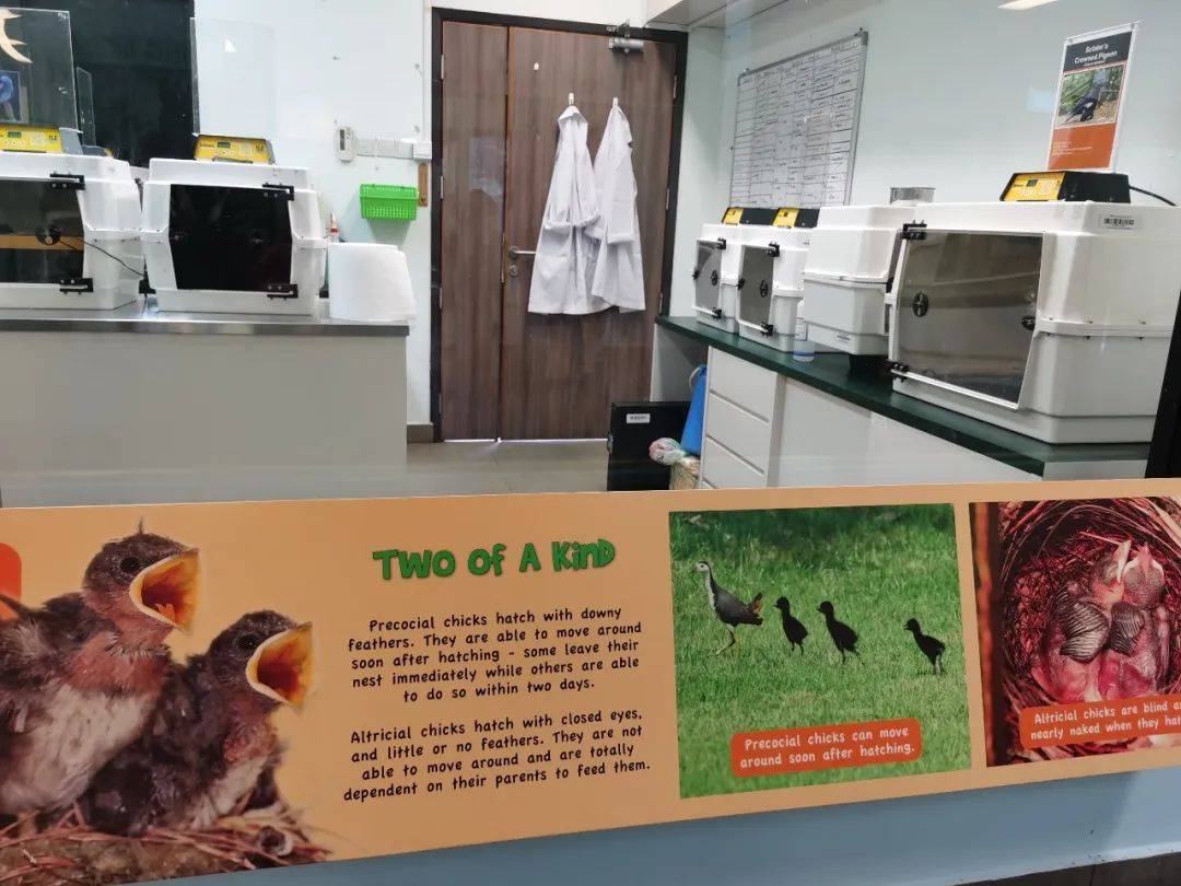 免費送票!帶倆娃嗨翻亞洲最大飛禽園,400多種5000多只鳥,一路驚喜不斷