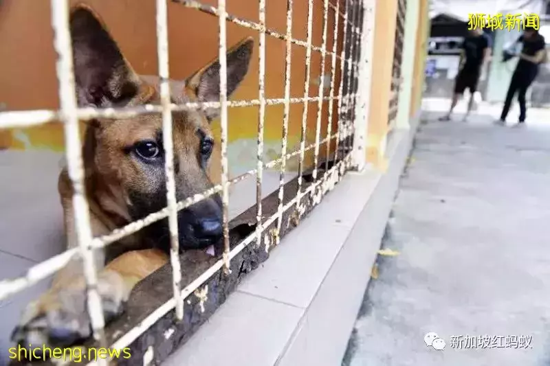 疫情好轉不再寂寞就遺棄喵星人汪星人？　多國出現棄養寵物現象