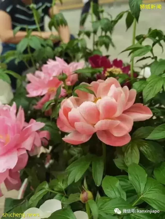 探访新加坡最美花园,只可惜这里的牡丹似乎缺少了点野性