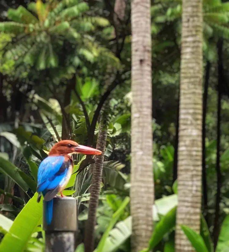 在CBD也可以擁抱綠色自然——細數新加坡那些鬧中取靜的Secret Garden