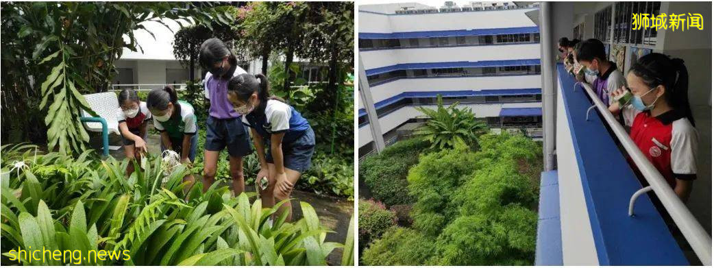 推广绿色可持续观念！新加坡中小学积极开展多样活动，学习与实际相结合