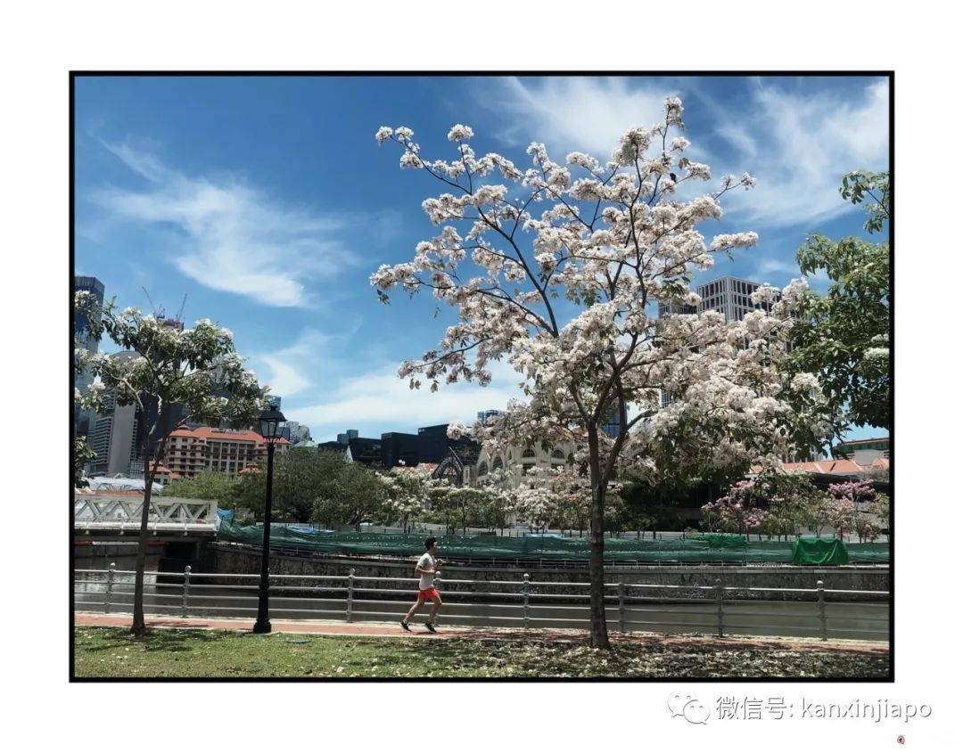 新加坡花季到，“樱花”颜值仙气爆表