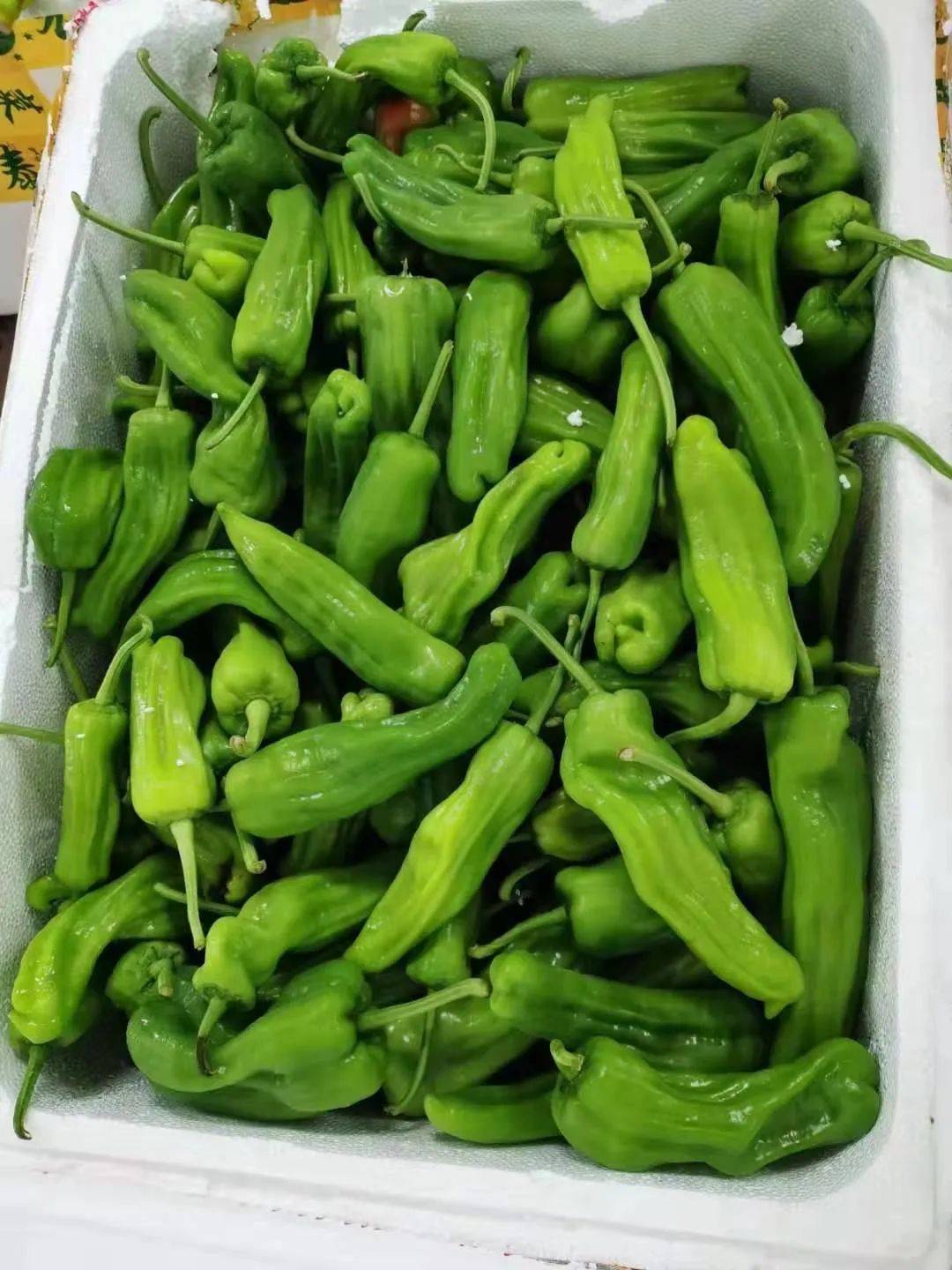 21號新貨到！！！貴妃芒，甯夏菜心，雪裏紅，新鮮百合，新鮮春筍….全國各地新鮮果蔬盡在獅城生鮮直購