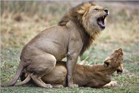 新加坡首個人工授精雄獅寶寶誕生!網友調侃:人工?給獅子授精?