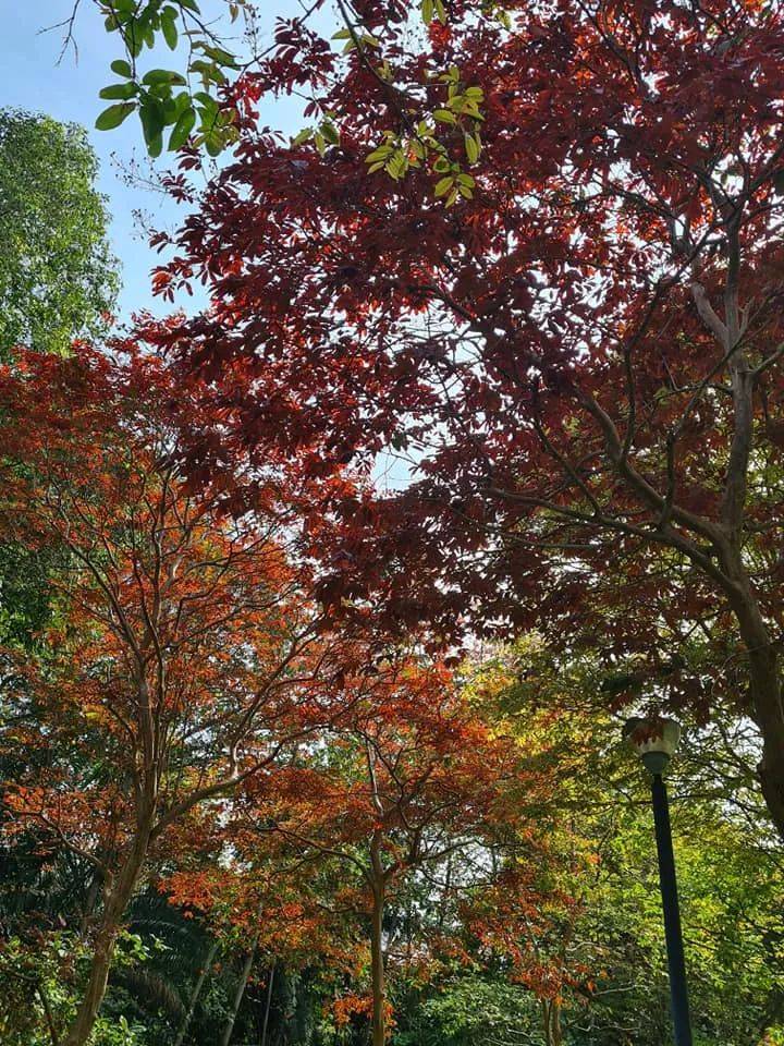 三月的新加坡,已是秋意满满